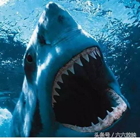 十大鲨鱼电影排行（3部关于大鲨鱼的经典影片）(5)