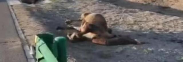 于月仙车祸怎么去世（于月仙举行遗体告别仪式）(9)