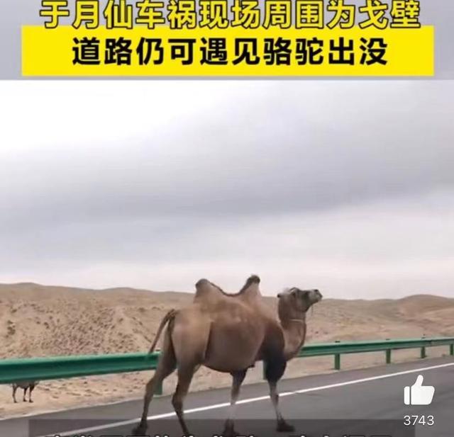 于月仙车祸怎么去世（于月仙举行遗体告别仪式）(8)