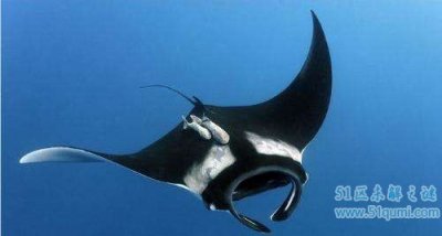 ​蝠鲼:喜好恶作剧的＂魔怪鱼＂ 和鳐鱼有什么辨别?