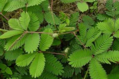 ​含羞草的特点是什么（含羞草有哪些特点）