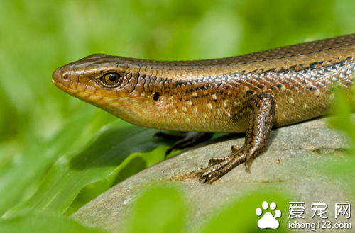 蜥蜴有毒吗会咬人吗，蜥蜴喜欢人摸吗