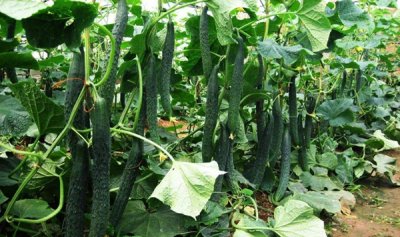 ​西红柿没有能和什么所有吃?这7种食物和西红柿相克