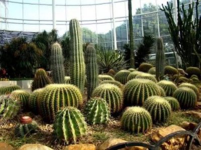 仙人掌是什么植物类别(仙人掌属于裸子植物还是被子植物)