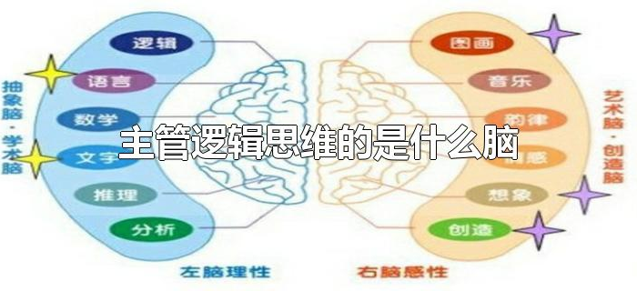 主管逻辑思维的是什么脑 主管逻辑思维的是什么脑