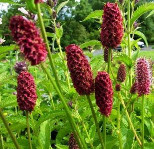 地榆是什么植物(地榆是一种什么样的植物)