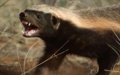 人称平头哥的是什么动物(平头哥简单介绍)