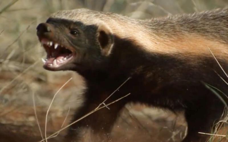 人称平头哥的是什么动物(平头哥简单介绍)