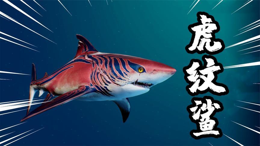 虎纹鲨鱼是什么梗(虎纹鲨鱼梗的解释)
