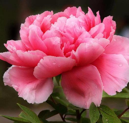 牡丹花的花语(牡丹花语是什么)