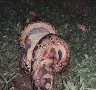 ​马来西亚蟒蛇吞人事变，缠死后裔头被吞进蛇腹_视频