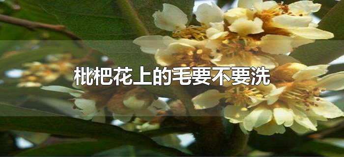 枇杷花上的毛要不要洗 枇杷花上的毛要不要洗