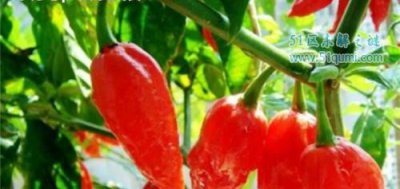 ​印度销魂椒有多辣?作死男现场挑拨一椒销魂_视频