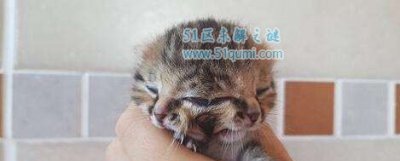 ​南非出生双脸小猫 清点那些神奇的双头动物