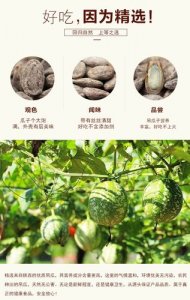 ​吊瓜子是什么瓜的子（什么是吊瓜子）