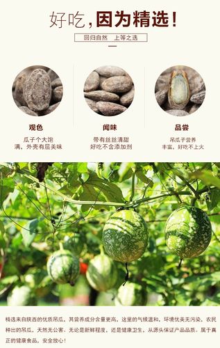 吊瓜子是什么瓜的子（什么是吊瓜子）