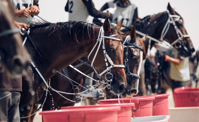 迪拜王子的8亿豪车（拥有百亿马场豪车无数）(6)