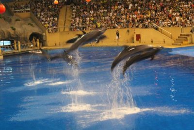 ​有哪些地方能看到海底世界（北京附近所有海底世界汇总）