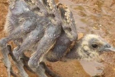 ​蜘蛛鸡是什么格式的?长有多只党羽和腿_本来是p图