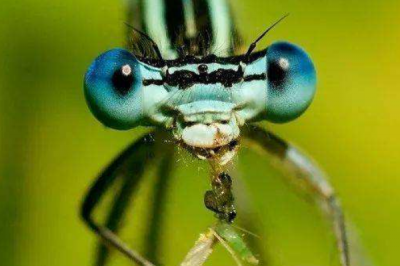 ​蚊子的天敌是什么?蜻蜓1小时吃840只蚊子_最大克星