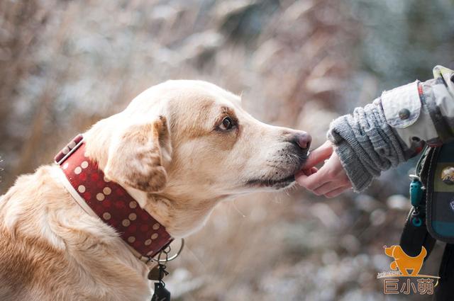 狗狗的10个特点（狗狗12大行为特性一览）(1)