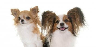 ​宠物狗哪种狗最聪明听话又好养（盘点25种可爱的宠物狗）