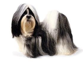 宠物狗哪种狗最聪明听话又好养（盘点25种可爱的宠物狗）(20)