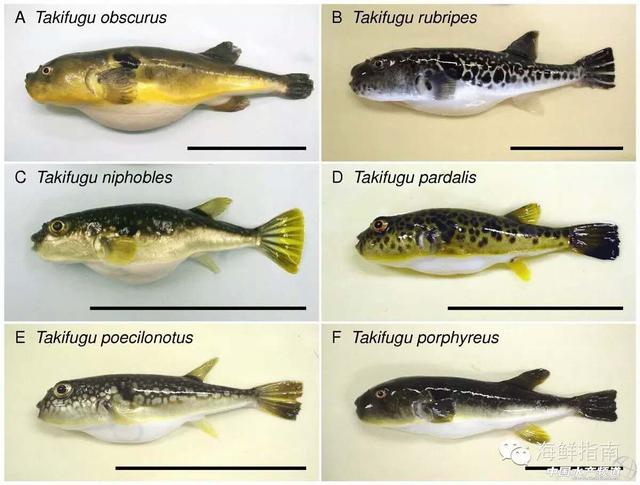 关于河鲀（关于河鲀这5件事你得知道）(4)