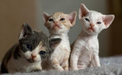 ​德文卷毛猫是什么？德文卷毛猫怎么养？