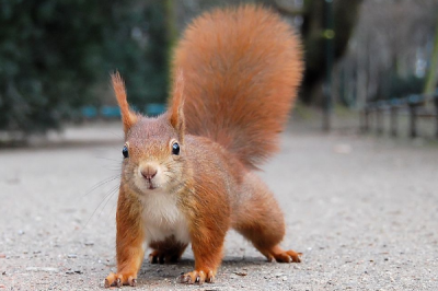 ​欧亚红松鼠:亚欧陆地最罕睹的松鼠_被称丛林播种者