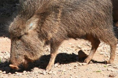 ​草本猯猪:美洲陆地末尾的庞大动物_喜好吃伟人掌