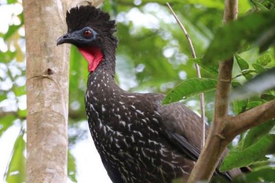 ​紫冠雉:一种长有扇形皇冠的庞大雉鸟_体长可达86厘米