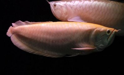 ​白金龙鱼的简介-白金龙鱼的特征