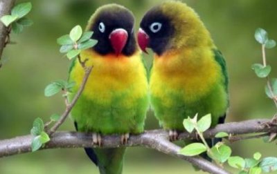 ​黑头凯克鹦鹉如何繁殖？黑头凯克鹦鹉的饲养方法