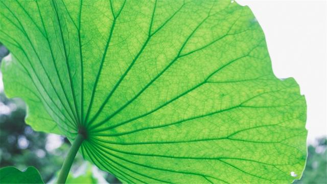 超清晰最美极致桌面壁纸(82张护眼电脑桌面壁纸)(70)