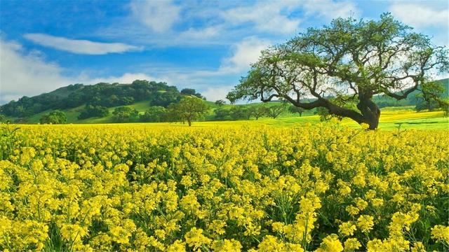 超清晰最美极致桌面壁纸(82张护眼电脑桌面壁纸)(44)