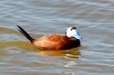 ​白头硬尾鸭:具备迁移风俗的野鸭_雄性长有亮蓝色嘴壳