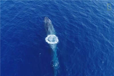 ​比蓝鲸沉10000倍的动物 世界上存在如许宏大的生物吗