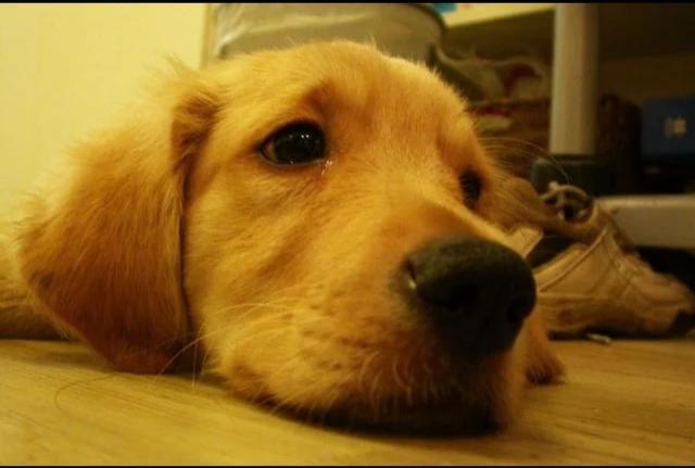 狗狗皮肤得了真菌感染怎么办（一招解决狗狗皮肤病）(2)