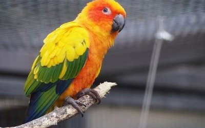 ​蓝冠锥尾鹦鹉的产地 蓝冠锥尾鹦鹉的简介