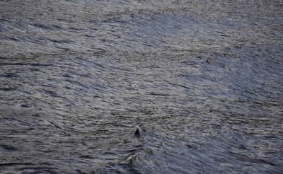 ​铜山湖水怪事变真假，湖中涌现长有二角的神奇生物_目打者已达百人