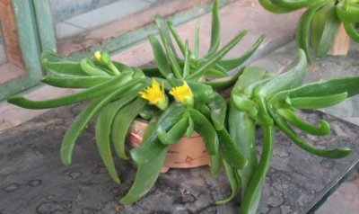 ​佛手掌是什么？佛手掌的养殖方法