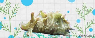 ​海兔生物图鉴（海兔子是海洋生物）