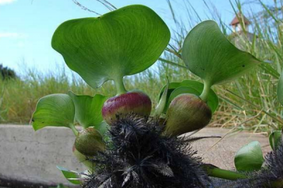 ​水葫芦的天敌是什么?水葫芦象甲体型似豆_只吃水葫芦