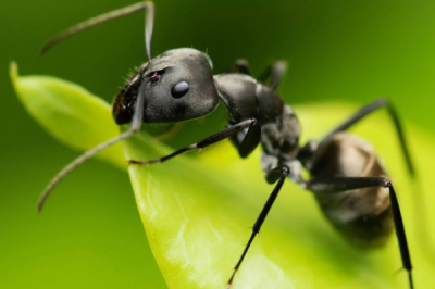 ​蚂蝗的天敌是什么?蚂蝗卵最怕这种小型虫豸