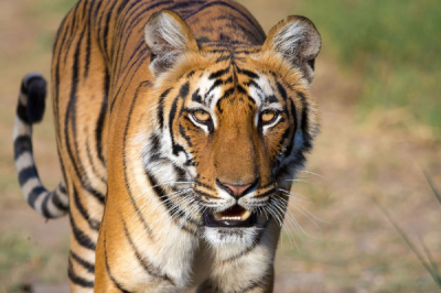 ​苏门答腊虎:虎类中体型最小的活亚种_最多仅沉150公斤