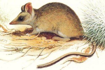 ​戈壁狭脚袋鼩:一种澳洲最罕睹有袋类_能掘46厘米窟窿