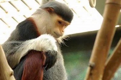 ​白臀叶猴:亚洲毛发最秀美的灵长类_野生个别没有脚千只