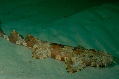 ​化妆须鲨:擅于假装成沙床的小型鲨鱼_体长仅80厘米