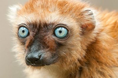 ​蓝眼乌美狐猴:独一长有蓝眼的灵长类_除了人类除外